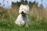 WESTIE 286